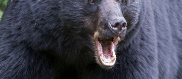 ویدیو شکار خرس سیاه با کمان کامپوند