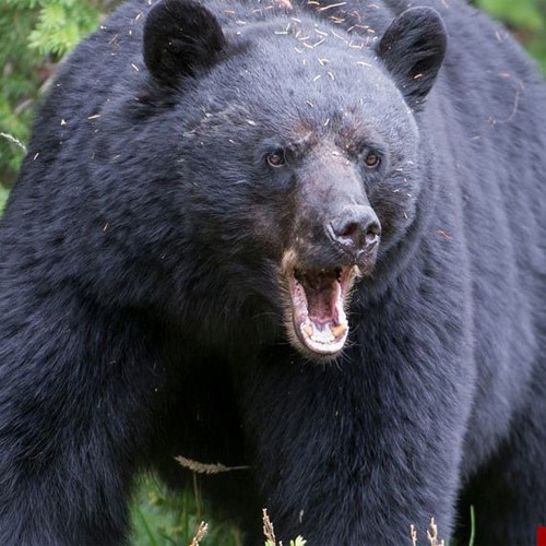ویدیو شکار خرس سیاه با کمان کامپوند